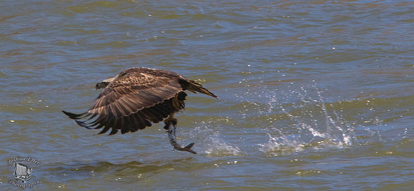 Eagle fishing