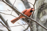 Cardinal