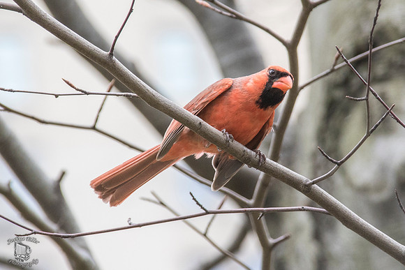 Cardinal