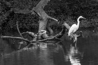 Great Egret