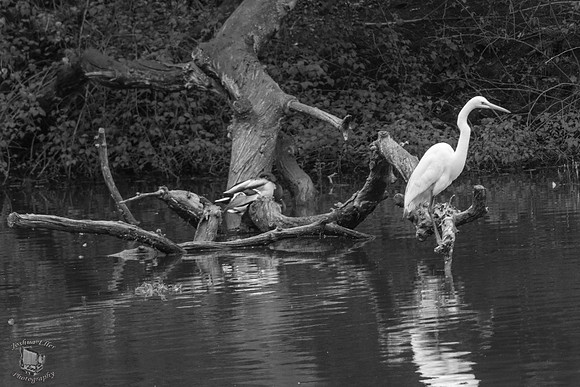 Great Egret