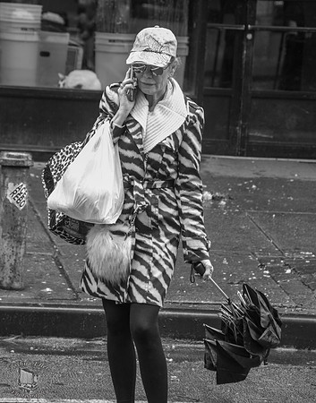 Zebra