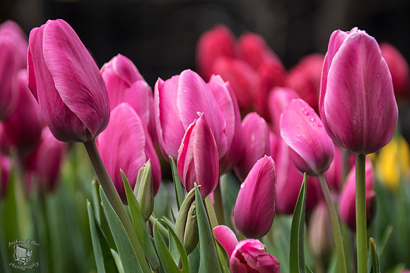Tulip