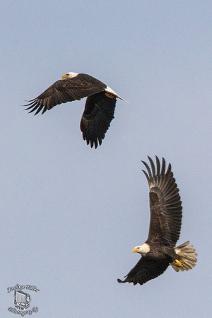 2 Eagles