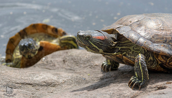 Turtle