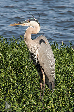 Great Blue Heron