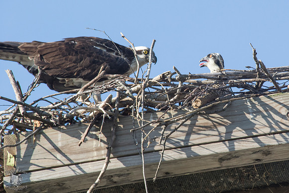 Osprey Nest