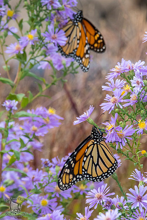 Butterflies