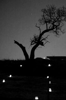 The Tree