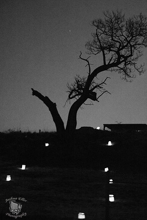 The Tree