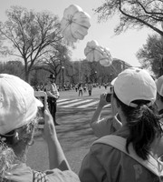Cherry Blossum Parade