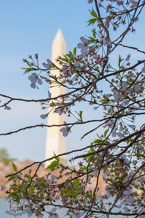 Cherry Blossum