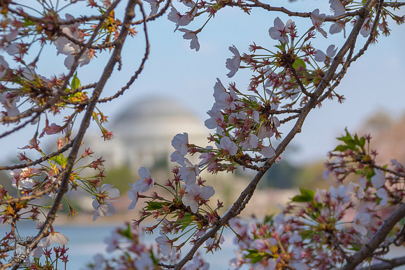 Cherry Blossum