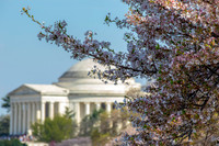 DC Cherry Blossom Festival 2018