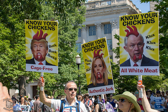 Know Your Chickens