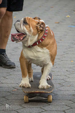 Skatedog