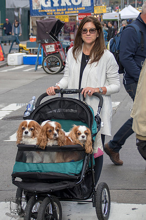 Pup stroll