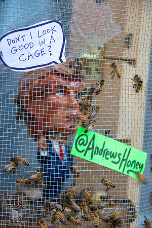 Cage Trump