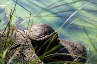 Turtle