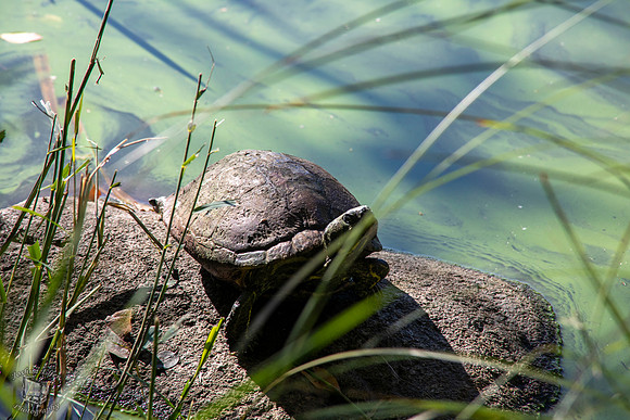 Turtle