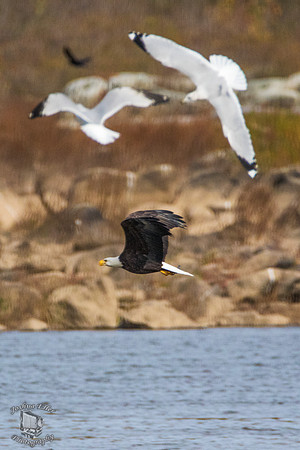 Eagle and Gulls