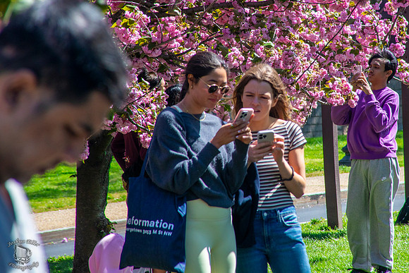 Cherry Blossom Festival