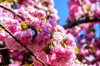 Cherry Blossoms