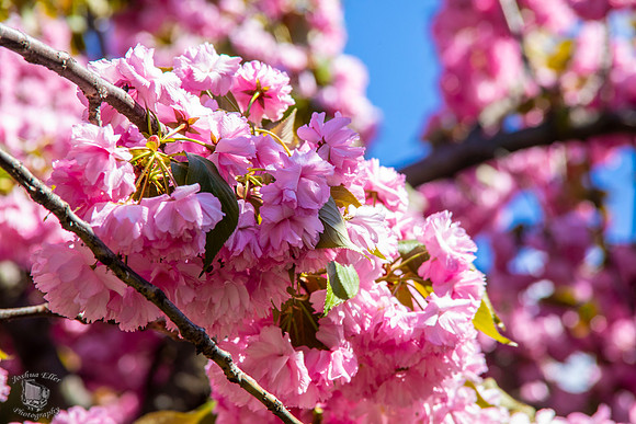 Cherry Blossoms