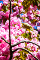Cherry Blossoms