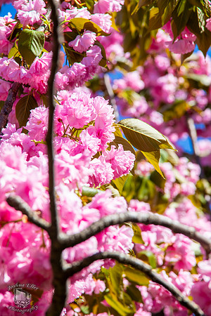 Cherry Blossoms