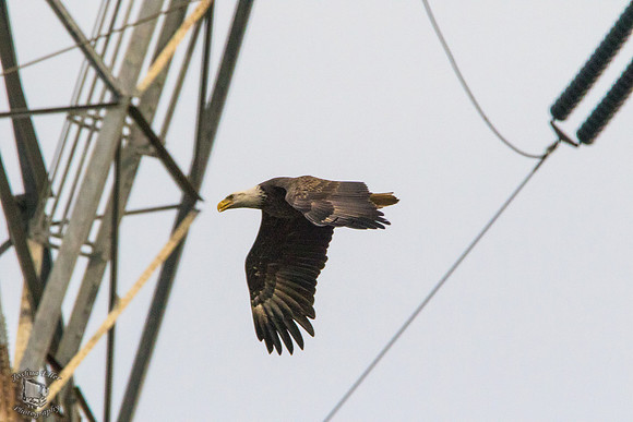 Soaring