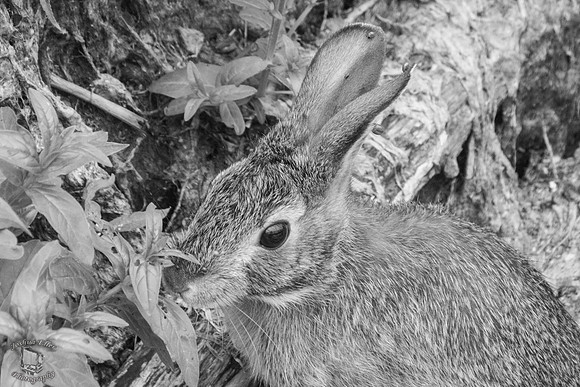 Bunny