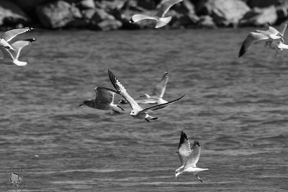 Seagulls