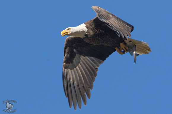 Bald Eagles
