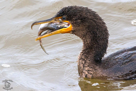 Cormorant