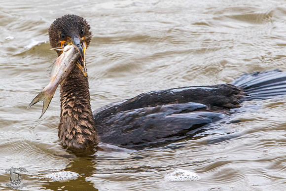 Cormorant