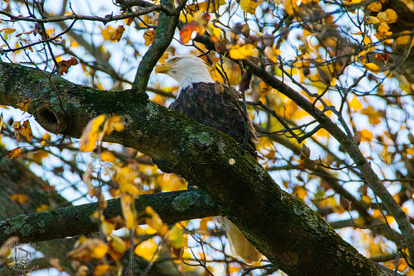 Bald Eagles